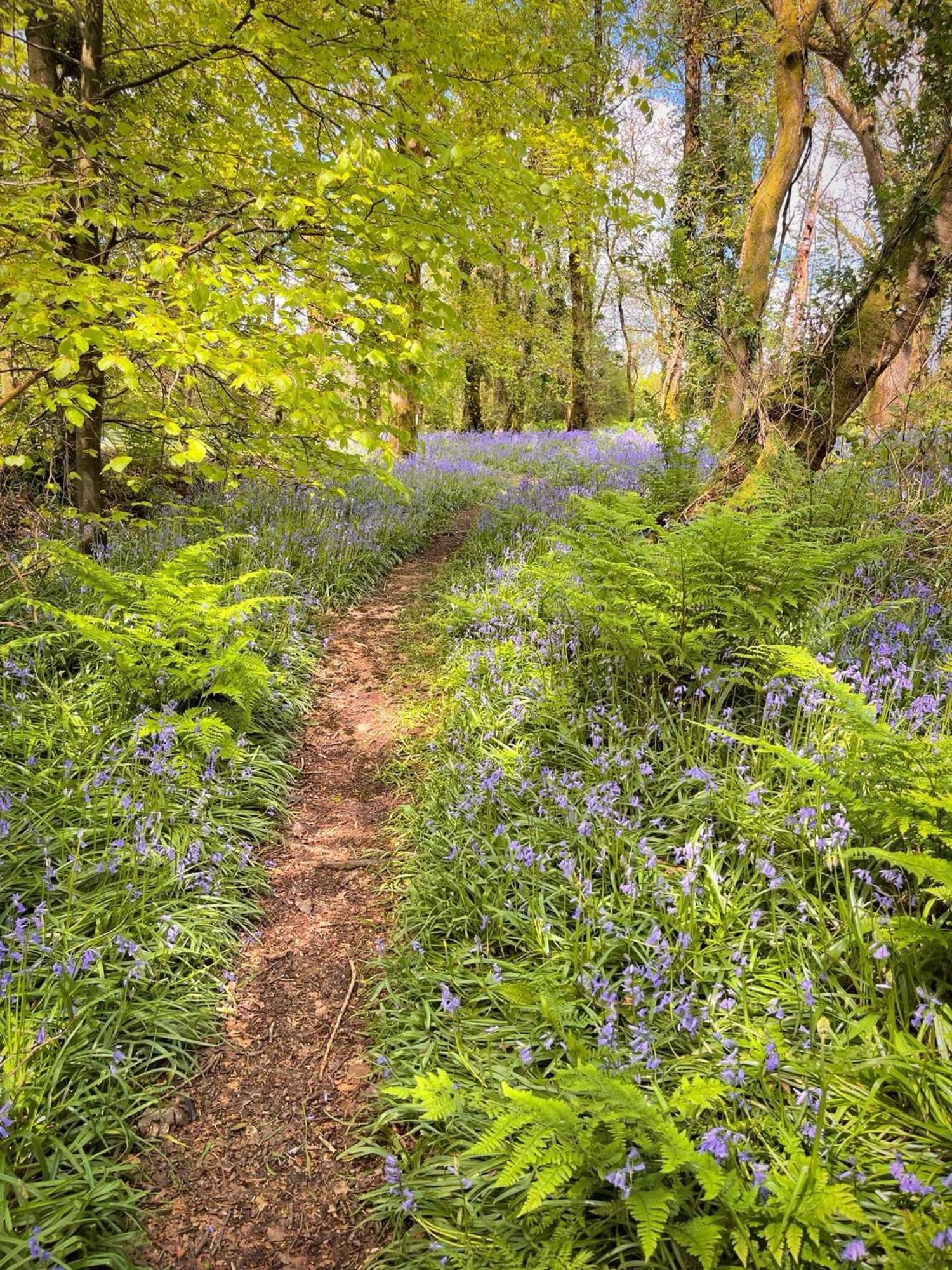 Woodland View -Hot Tub-Tenby-Carmarthen-سانت كليرز المظهر الخارجي الصورة