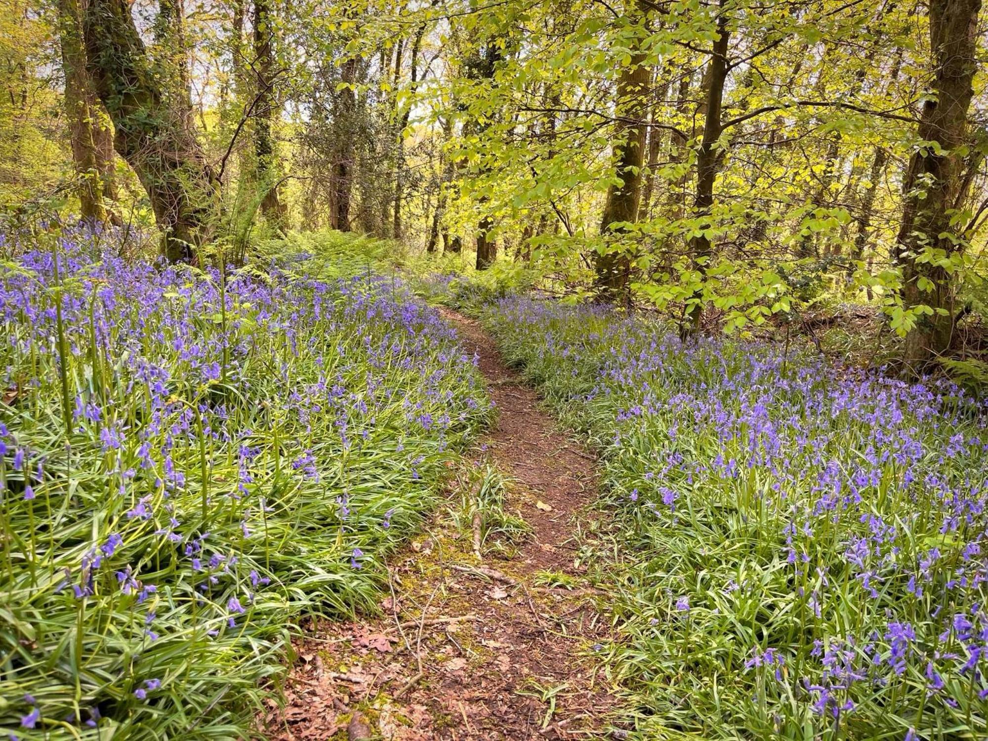 Woodland View -Hot Tub-Tenby-Carmarthen-سانت كليرز المظهر الخارجي الصورة